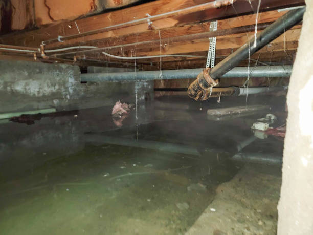 Best Basement water damage restoration  in Limesa, CA